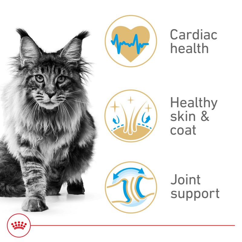 Royal Canin Feline Breed Nutrition Maine Coon Adult Dry Cat Food, 6 lb Bag - Image 3